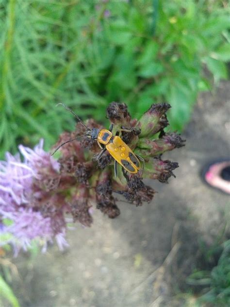 Besides making fruit unfit for sale, stink bug feeding secondarily allows other insects to enter the fruit. What are these gold bugs on my plants? Are they hurting my ...