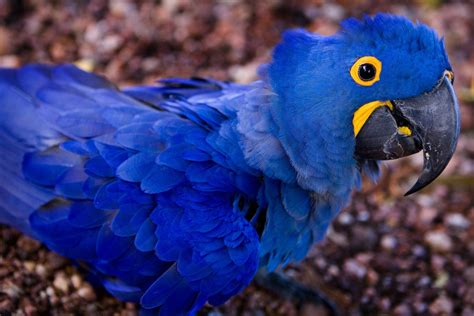 Blue Brazilian Macaw Arara Azul By F Weberich Free Photo Download