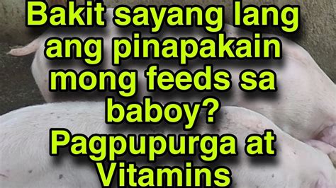 Bakit Nasasayang Lang Ang Feeds At Hindi Lumalaki Ang Baboy Mo Pagpurga