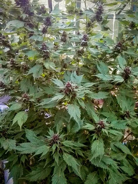 How To Grow Pink Or Purple Cannabis Buds Grow Weed Easy