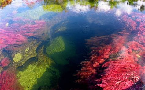 Crystal Channel Or Caño Cristales The River Of Five Colors In Colombia