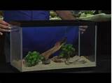 What Fish Can I Put In A 10 Gallon Tank Pictures