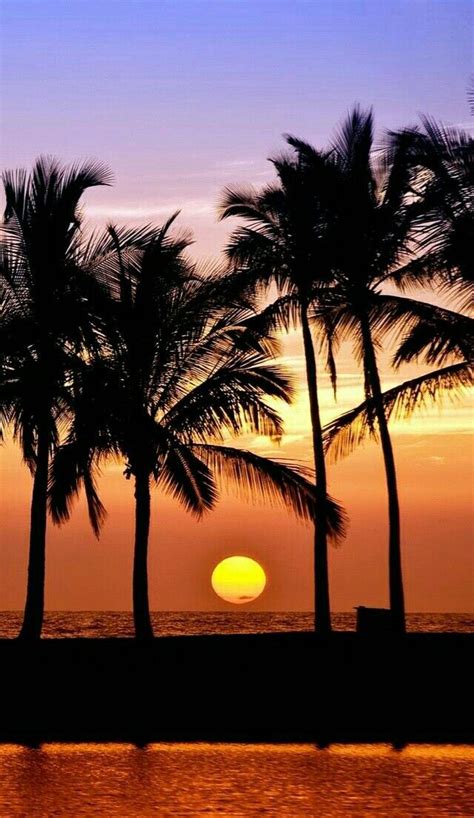 Pin By On Wallpapers Palm Tree Sunset Nature