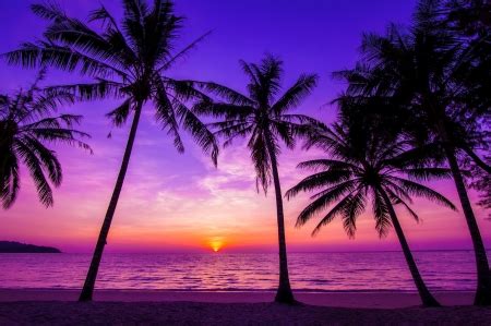 Purple sunset - Sunsets & Nature Background Wallpapers on Desktop Nexus ...