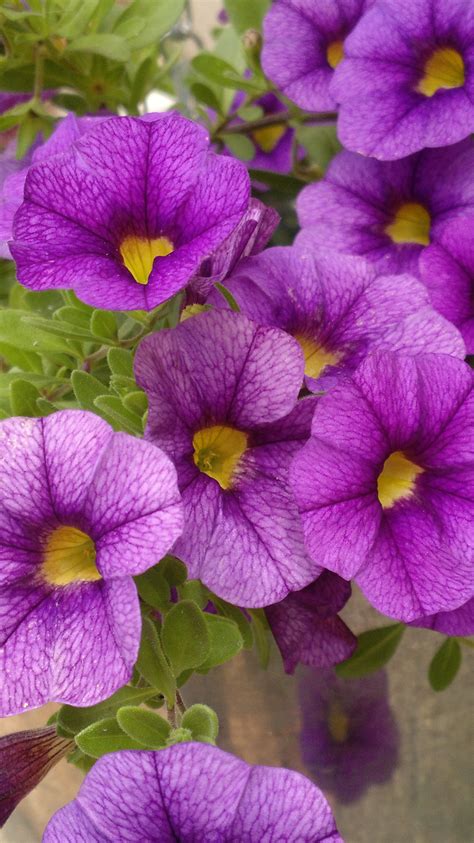 Types Of Purple Cut Flowers Many Different Types Of Potted Plants Buy