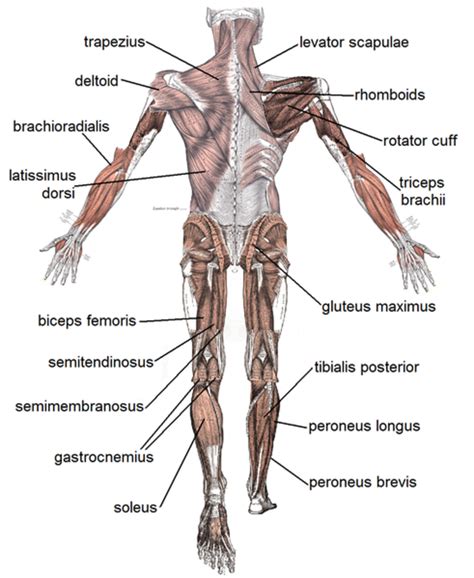 And do you know the names of all body organs? Human Muscular System—What's the Busiest Muscle in the ...