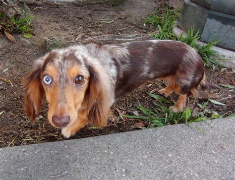 Use the search tool below and browse adoptable basset hounds! I have the eeeeeevil eye! - The Dogs of San FranciscoThe ...