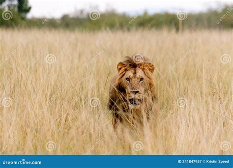 The Lion King Stalking It S Prey Stock Image Image Of Conservation