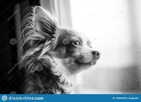 Long Hair Chihuahua Pictures Information About Long Hair Chihuahua