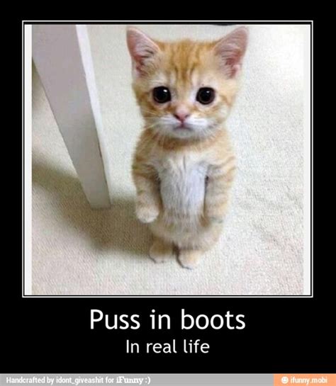 Puss In Boots In Real Life Puss In Boots In Real Life