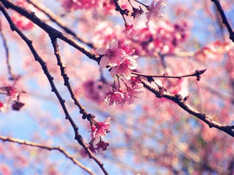 Background Bunga Sakura Jepang 53 Koleksi Gambar