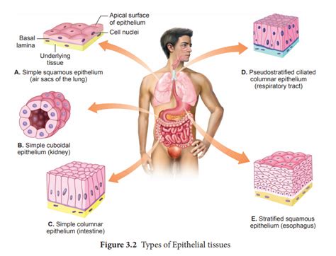 Types Of Epithelial Tissues Class Cbse Class Notes Online Classnotes