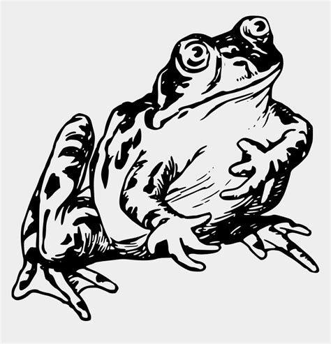 Lilypad Drawing Amphibian Frog Drawing Png Cliparts Cartoons Jing Fm