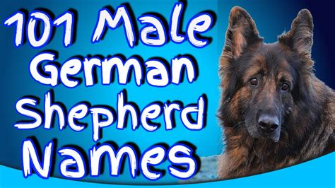 101 German Shepherd Male Names Perfect Boy German Shepherd Names