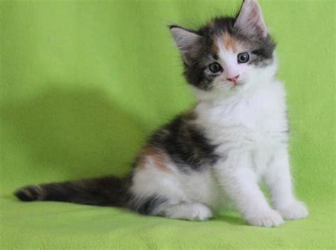 Maine coon cats were found as far back as the 1800's in maine, new england. Maine Coon Cats For Sale | Manhattan, NY #262825 | Petzlover