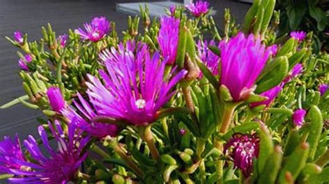 How To Grow And Care For Trailing Ice Plant Rayagarden