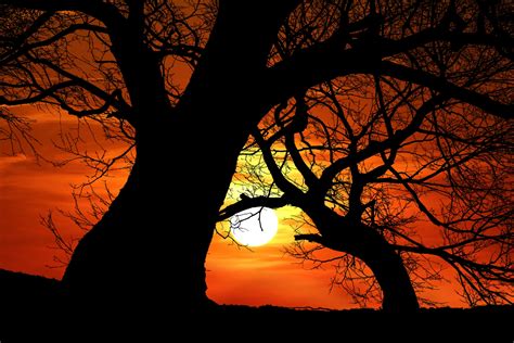 Tree Sunset Silhouette Free Stock Photo Public Domain Pictures