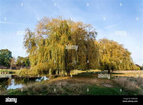Weeping Willow Tree In Autumn At Hampton Wick Pond In Home Park Surrey