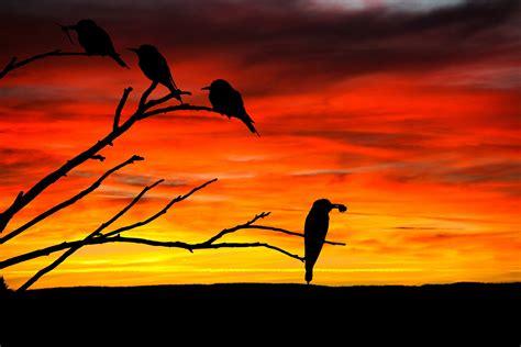 Birds At Sunset Free Stock Photo Public Domain Pictures