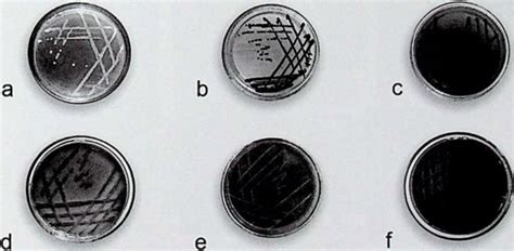 A Colonies Of Isolated Salmonella On Nutrient Agar Plate B Organism