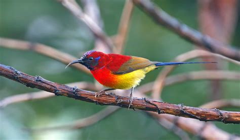Mrs Goulds Sunbird Is A Tiny Delight