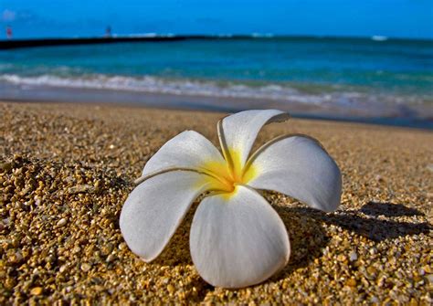 Pin On Seaside Flowers
