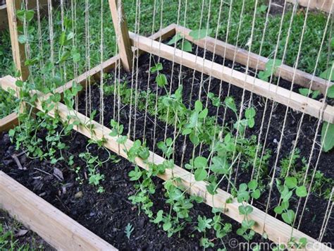 How to build bean trellis. Once Upon a Time a Garden Did Grow | Growing green beans, Growing peas, Garden trellis