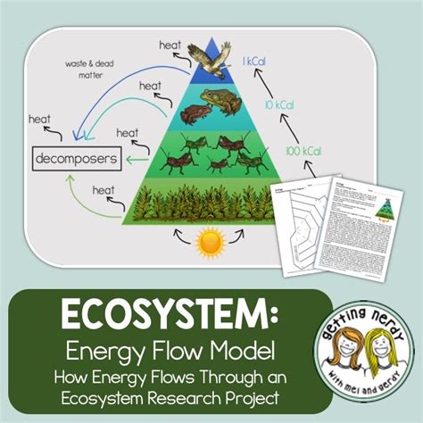 Ecology Ecosystem Energy Flow Model