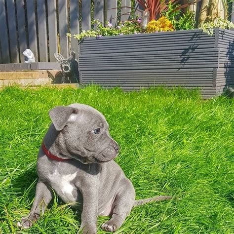 Staffordshire Bull Terrier Puppies For Sale In Uk Free Classified Ads In Uk Buy Sell Rent