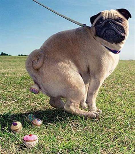 Weird Dog Pictures Which You Can Barely Explain 50 Pics