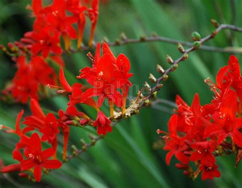 More images for palma verde exoten » Crocosmia Lucifer - Monbretia - Palma Verde Exoten V.O.F.