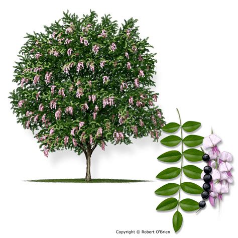 Some debate continues about the correct botanical name of this texas native, but the common the flowers look a little like phlox and attract all kinds of butterflies. Texas A&M Forest Service - Trees of Texas - List of Trees