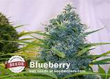 Images of Blueberry Marijuana Seeds