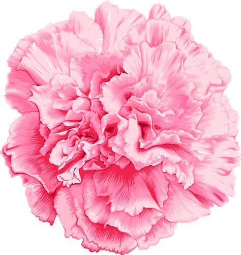 Pink Carnation Flower Drawing 8469627 Png