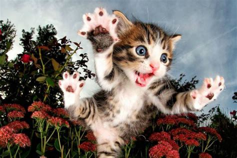 Cats Can Fly These Pictures Of Adorable Rescue Kittens Ready To
