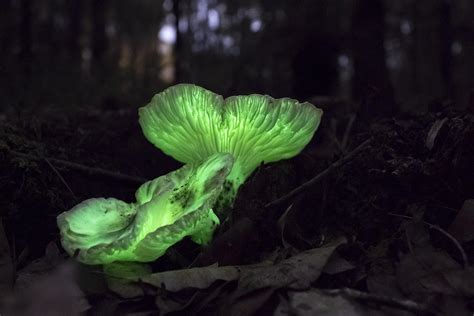 Bioluminescent Fungus Omphalotus Nidiformis Nannup Rperth