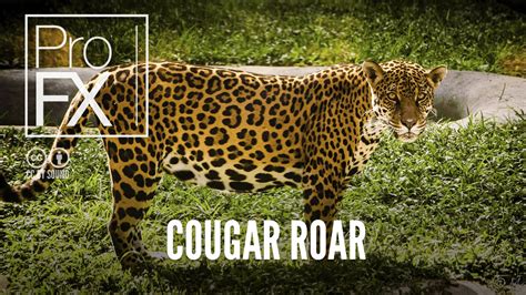Cougar Roar Sound Effect Profx Sound Sound Effects Free Sound