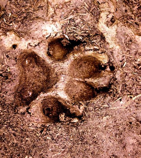 Free Stock Photo Of Dog Paw Print In Mud Download Free Images And