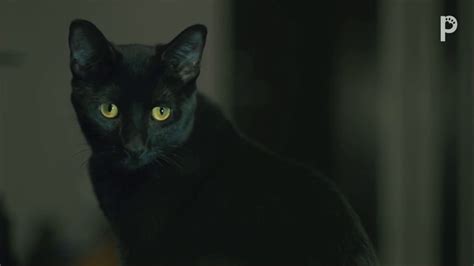 Black Cat Folklore And Superstitions Explained National Black Cat Day