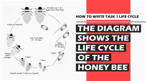 How To Write Task 1 Life Cycle Life Cycles Writing Life