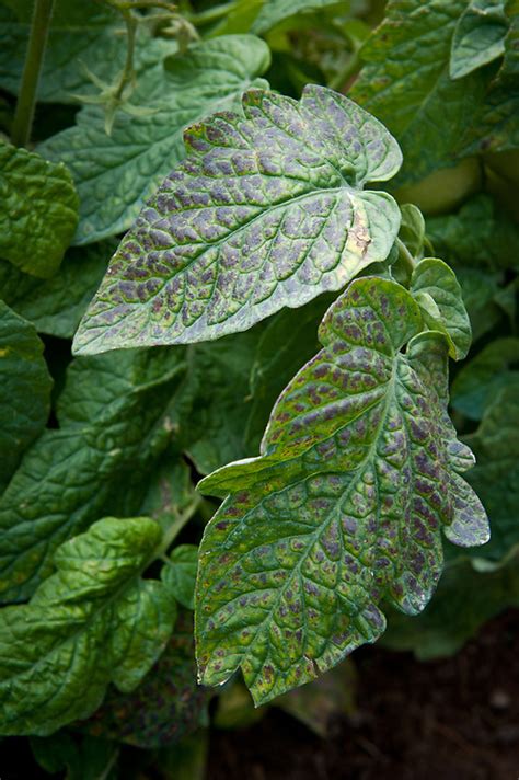 Fusarium crown and root rot (f. Magnesium deficiency in tomatoes | Alan Buckingham