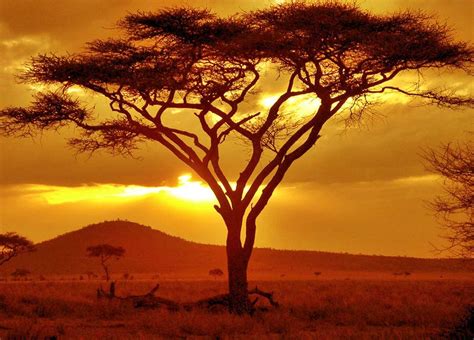 ~~acacia~~ African Tree Acacia Tree Serengeti