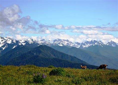 Top 10 Things To Do In Olympic National Park Wanderwisdom