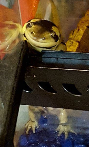 Captives Ambystoma Mavortium Barred Tiger Salamanders Flickr