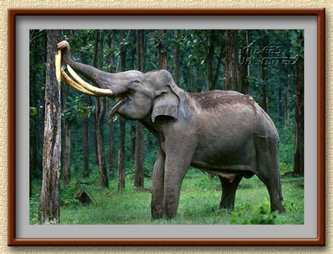 Images Unlimited Nature Gallery Indian Tusker