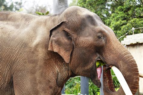 Fileasian Elephant Eating Melbourne Zoo Wikimedia Commons
