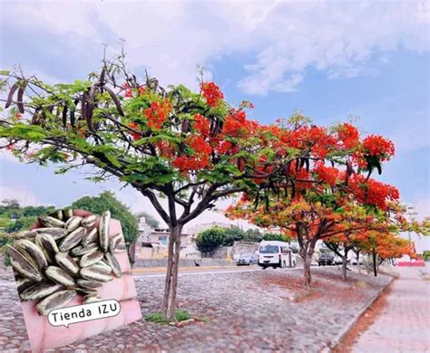 500 Semillas De Flamboyan O Tabachin Delonix Regia Frescas Envío Gratis