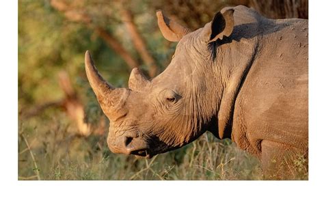 Wildlife The Black Rhinos Comeback In Zimbabwe Boomers Daily