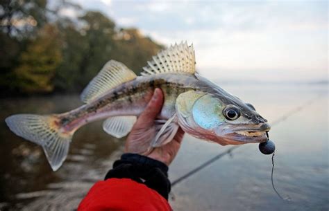 Raccoon, turkey and crooked creeks 12 Best Fishing Lakes in Ohio | PlanetWare