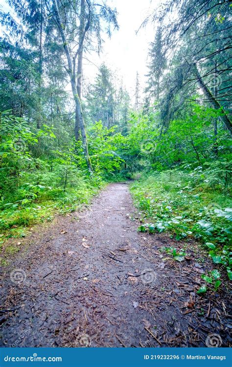 Narrow Countryside Forest Road With Gravel Surface Stock Photo Image